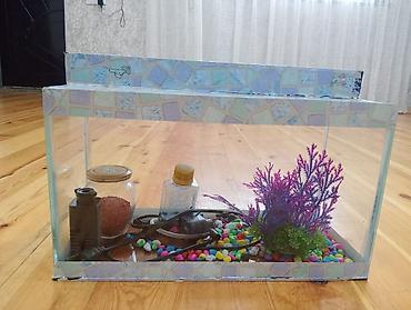 akvarium gəncə: Akvaryum dəsti - Şüşə akvaryum, üst hissəsi bəzəkli kənarlarla - — 1