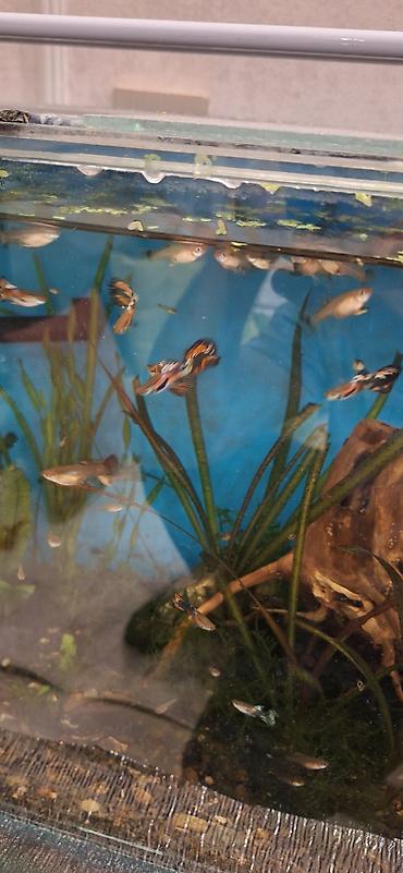 akvarium balıqları: Quppi, Sülhsevər, Ünvandan götürmə — 8
