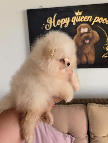 kupujem prodajem pomeranac: Teddy bear pomeranci, dve sestre, spremne su za preuzimanje. Bogato — 3