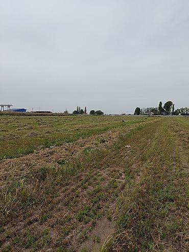 Беде Люцерна сатылат подпокровный арпасын чопко чааб алгандан кийин 3