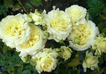 Садовые цветы и кустарники: Саженцы цветка: Розы — 5