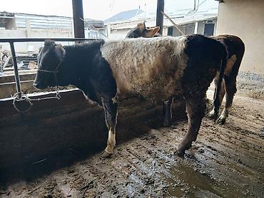 Коровы, быки: Продаю | Бык (самец) | На откорм | Привязанные — 9