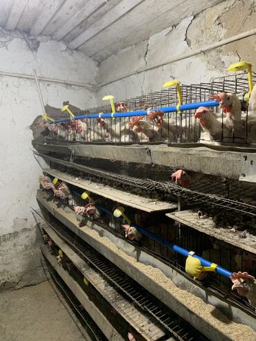 чистокровные немецкие овчарки: Продаю | Куры | Несушки