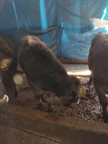 Коровы, быки: Продаю | Бык (самец) | Полукровка | На откорм — 13