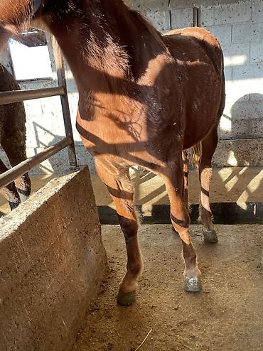 Лошади, кони: Продаю | Кобыла (самка) | Полукровка | Для разведения, На забой — 9
