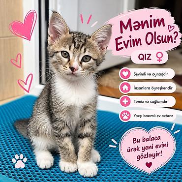Кошки: 🐾 Təcili sahibləndirilir! 2 aylıq pişik balasıdır — 3 qız. 🐱❤️ Ev — 2