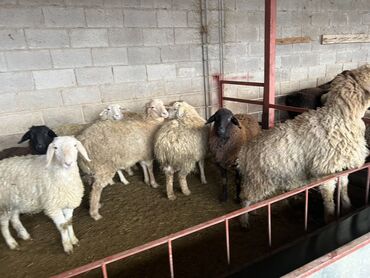 Бараны, овцы: Продаю | Овца (самка) | На забой | Матка, Ярка — 14