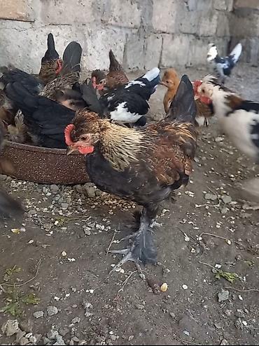 Toyuqlar: Toyuq, Damazlıq — 5