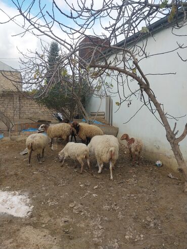 Qoyunlar, qoçlar: Qoyun sürüsü – yerli cinslərin qarışığı - Şəkillərdə kənd həyətində — 10