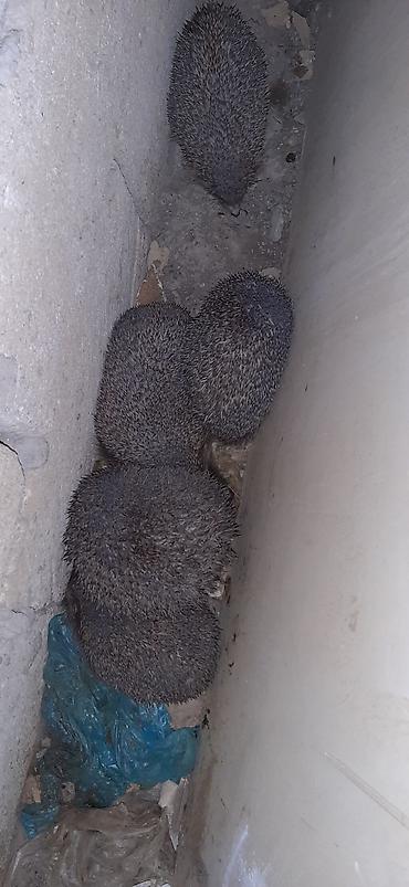 ordək balası və cucə: Saglam gumrah kirpiler cadirlma pulsuz Başlıq: Kirpi (canlı) Məhsul — 3