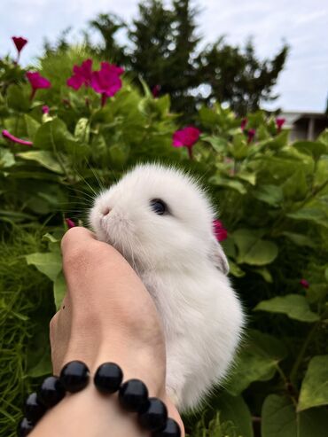 Dovşanlar: Salam🖐🏻.Her biri real dovşan şekilleridir öz heyetimde saxladığım — 9