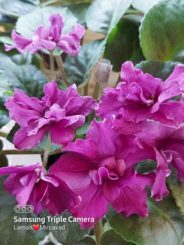 Otaq bitkiləri: Fialka startiorlari 4 azn — 3