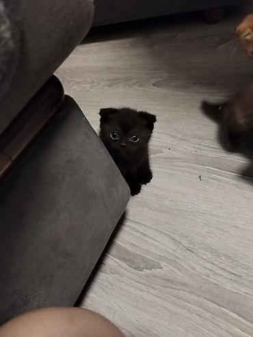 Qara tüklü, balaca pişik balası - Rəng: tam qara, parlaq tüklər - lalafo.az -da Qara tüklü, balaca pişik balası - Rəng: tam qara, parlaq tüklər -