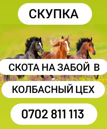 продам ячмень оптом: Куплю | Лошади, кони | На забой, на мясо, Самовывоз