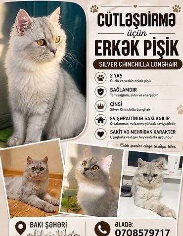 kanada sortu hinduska: Şinşilla, Erkək, Cütləşmə üçün — 1