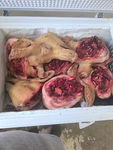 кишки: Продажа мясо свинины 猪肉批发及零售 Есть все всегда в наличии. мясо свинина — 3