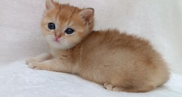 британский вислоухий кот цена: Питомник шотландских кошек предлагает к предварительному резерву