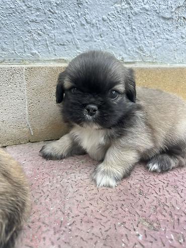 İtlər: Pekines — 8
