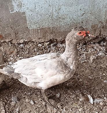 super alabay kl type 1: Erkək, | Lal ördək, Damazlıq — 2