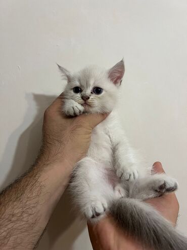 Daş yunu: Erkək