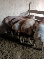 отдам крысу: Продаю | Баран (самец) | Арашан | На забой | Осеменитель