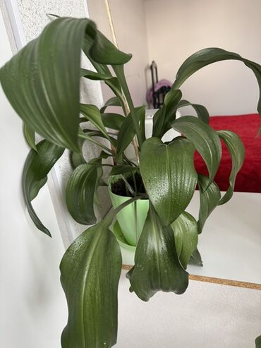 офисные растения: Комнатное растение в горшке — аспидистра (Aspidistra elatior)