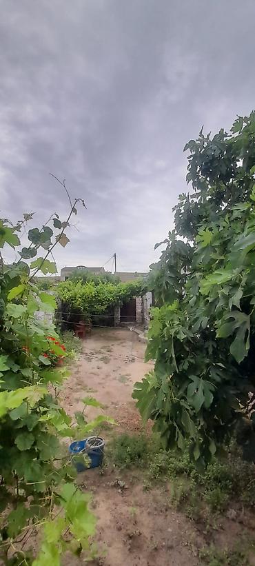 bine sovxoz: Buzovna qəsəbəsində həyət evi satılır. Torpağın və evin kupçası var — 2