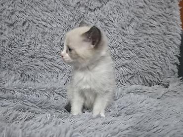 ориентальные котята купить: Котята!!!!!Сиамские Котята, кушают все, к лотку приучены Описание: - — 2