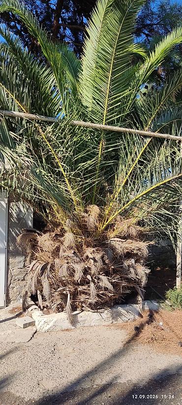 Деревья: Xurma palmisi (Phoenix canariensis – Kanar xurması) – iri ölçülü — 2