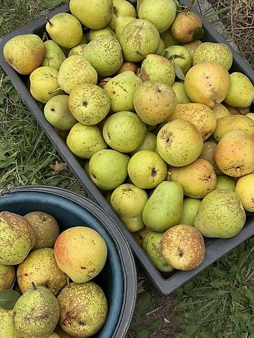 продаю грушу: Груши Оптом, Самовывоз, Платная доставка — 1