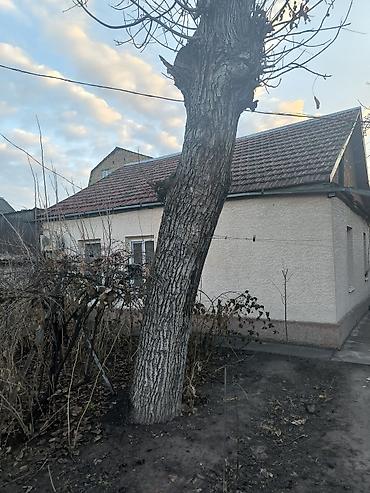 Дерево орех, диаметр ствола 57 см