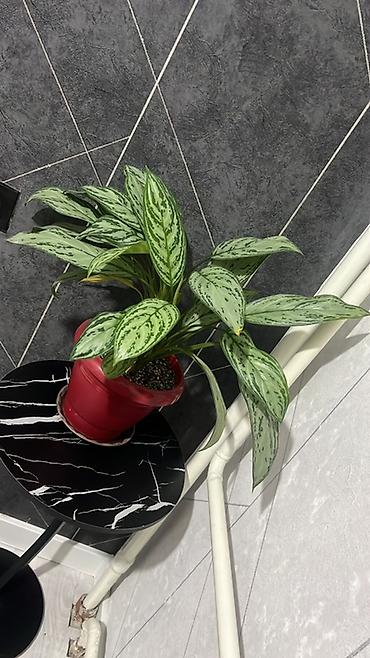 Лилии: Кливия (Clivia miniata) в горшке - Эффектное комнатное растение с — 10