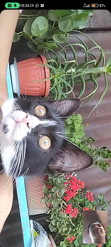 Отдам даром кошку: Кошка даром: Беспородная, Девочка — 8