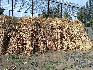 Айыл-чарба жаныбарлары: Кукуруза стебли на корм скоту. С участка в 5 соток. Самовывоз — 4