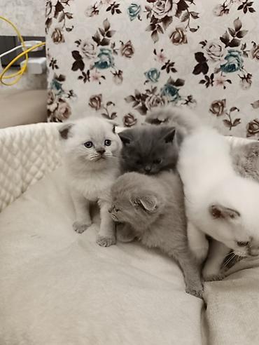 Pişiklər: Şotland, Ödənişli çatdırılma — 11