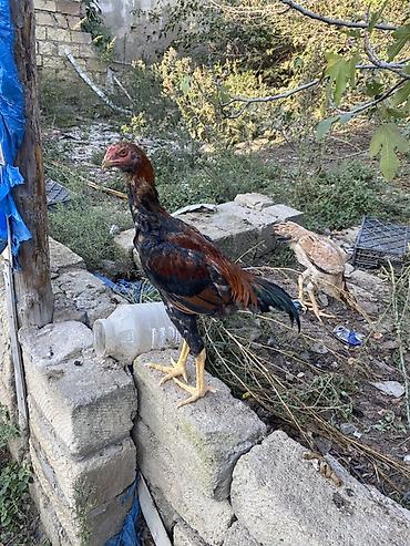 Xoruzlar: Xaricdən gəlmə heyvanın balasıdı Orjinal O shamo beçə 4 aylıq — 12