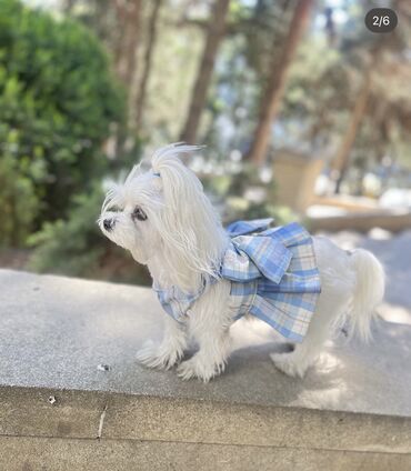 İtlər: 1 ay, Erkek, Peyvəndli — 24