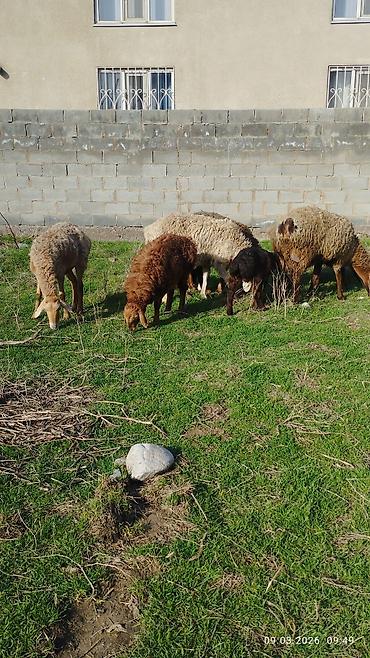 Баран, овца: Продаю | Овца (самка) | Для разведения | Матка — 4