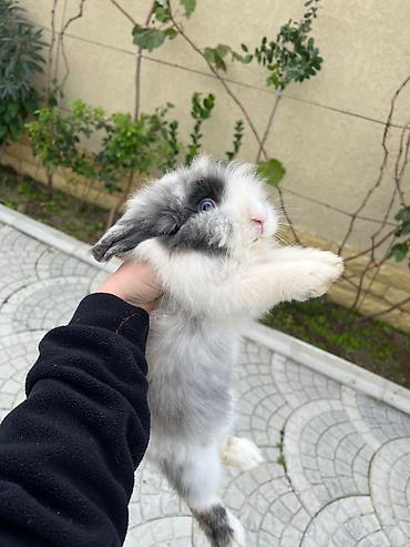 dovsan karlik: 🐰 5 aylıq karlik dovşanlar satılır! İki şirin karlik dovşan satılır — 3
