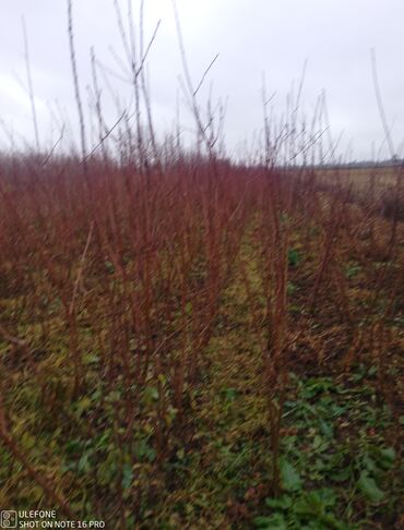 Şitillər: Sağlam meyvə tinglərin satişi çatdırılma pulsuz — 5