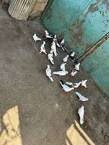 Голуби: Salam 19 qusdu hamsi saglam qusdardi — 4