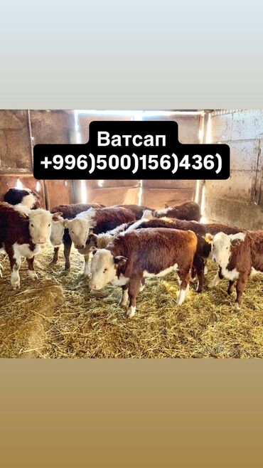 бишкек ит базар: Продаю | Корова (самка), Бык (самец), Тёлка | Бельгийская, Ангус, Герефорд | На забой, Для разведения, На откорм | Племенные