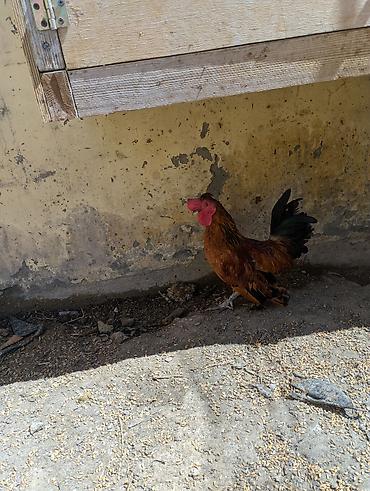 qus nömreleri: Xoruz, il: 2, Ödənişli çatdırılma — 8