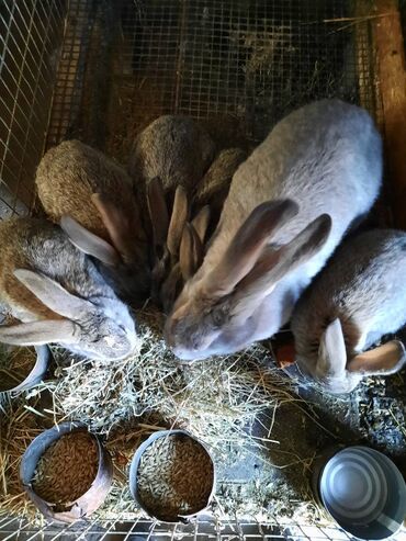 декоративные камни для сада бишкек: Крольчата возраст 1,5 месяца(45 дней) Великан+Фландр.Так же продам at lalafo.kg декоративные камни для сада бишкек: Крольчата возраст 1,5 месяца(45 дней) Великан+Фландр.Так же продам