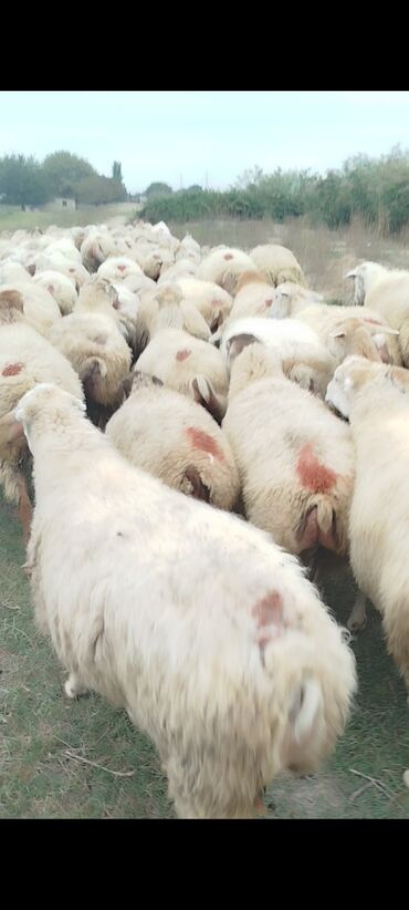 Qoyunlar, qoçlar: Dişi, il: 1, 50 kq, Damazlıq, Ünvandan götürmə — 5