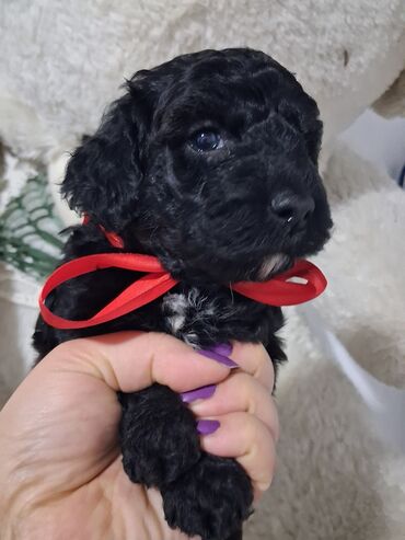 İtlər: Pudel — 8