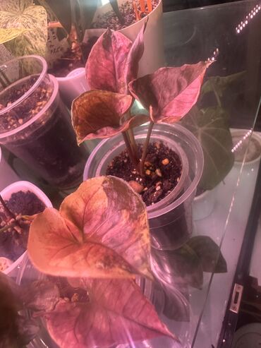 Другие комнатные растения: Комнатные растения — 24