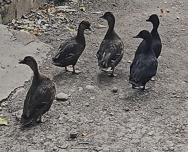 Heyvanlar: Sizi hovuzlarinizücün rəngli karlik ördeyler gara xamilion call duck — 3