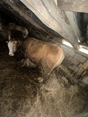 Inəklər, öküzlər: Erkək, il: 1, 100120 kq, Damazlıq, Ətlik, Ünvandan götürmə — 9