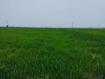 Продажа участков: 400 соток at lalafo.kg — 5 Продажа участков: 400 соток — 5
